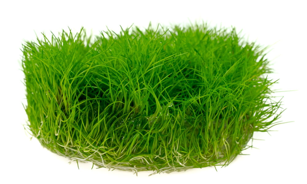 Eleocharis sp. Mini ponikło kubek 10cm